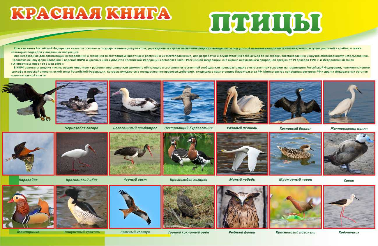 Красная книга Казахстана: птицы, которые занесены в нее